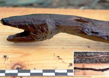 Ancient shaman staff shaped like a viper and ‘used to cast mystical spells’ dug up after 4,400 years