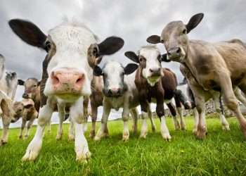 Cows are being bred so they don’t FART as much and are better for the planet