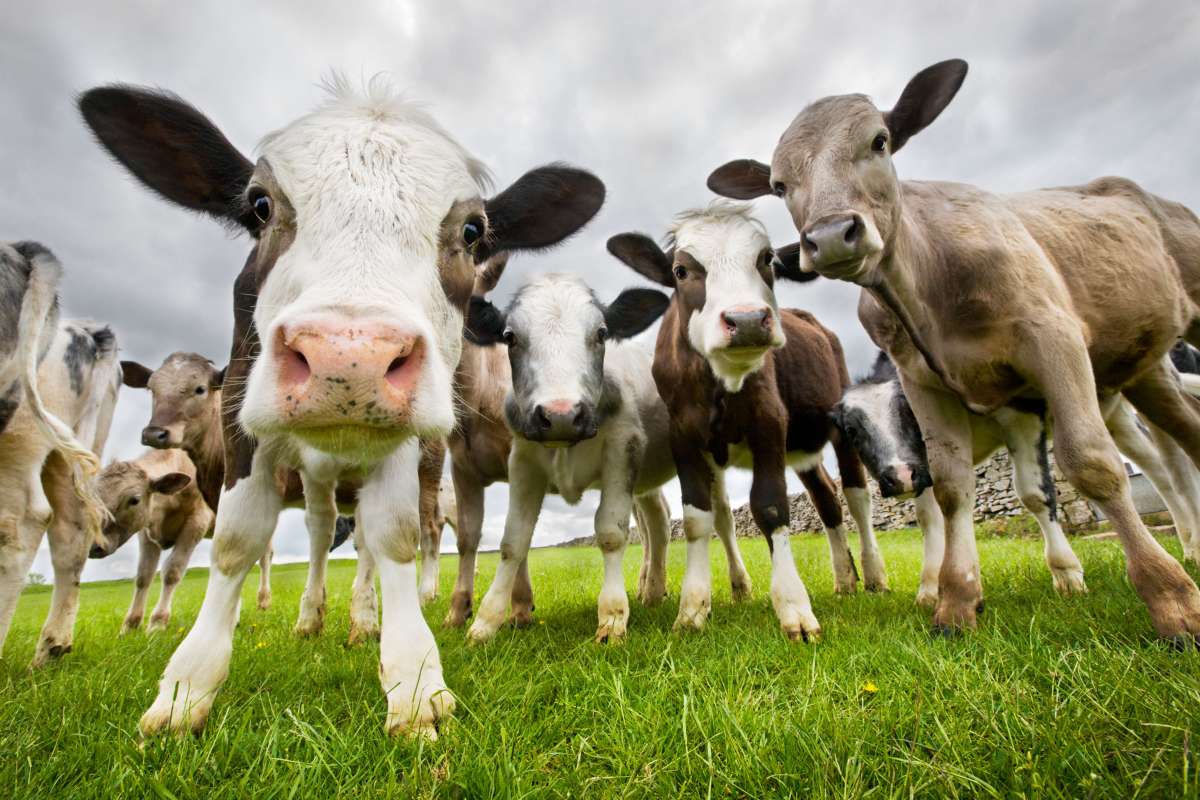 Cows are being bred so they don’t FART as much and are better for the planet