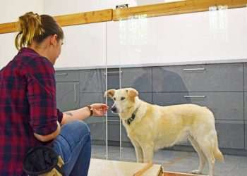 Dogs can read human minds and spot mistakes, researchers claim