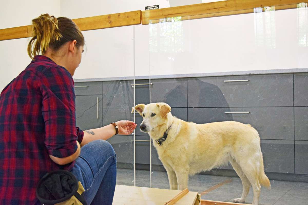 Dogs can read human minds and spot mistakes, researchers claim