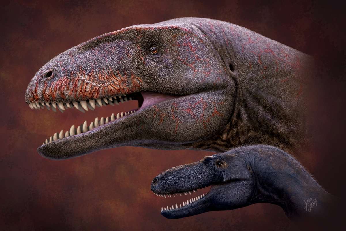 New shark-toothed dinosaur as big and ferocious as a T-Rex discovered by scientists