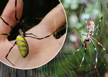 Millions of giant venomous FLYING spiders ‘that can soar 100 miles’ invade US