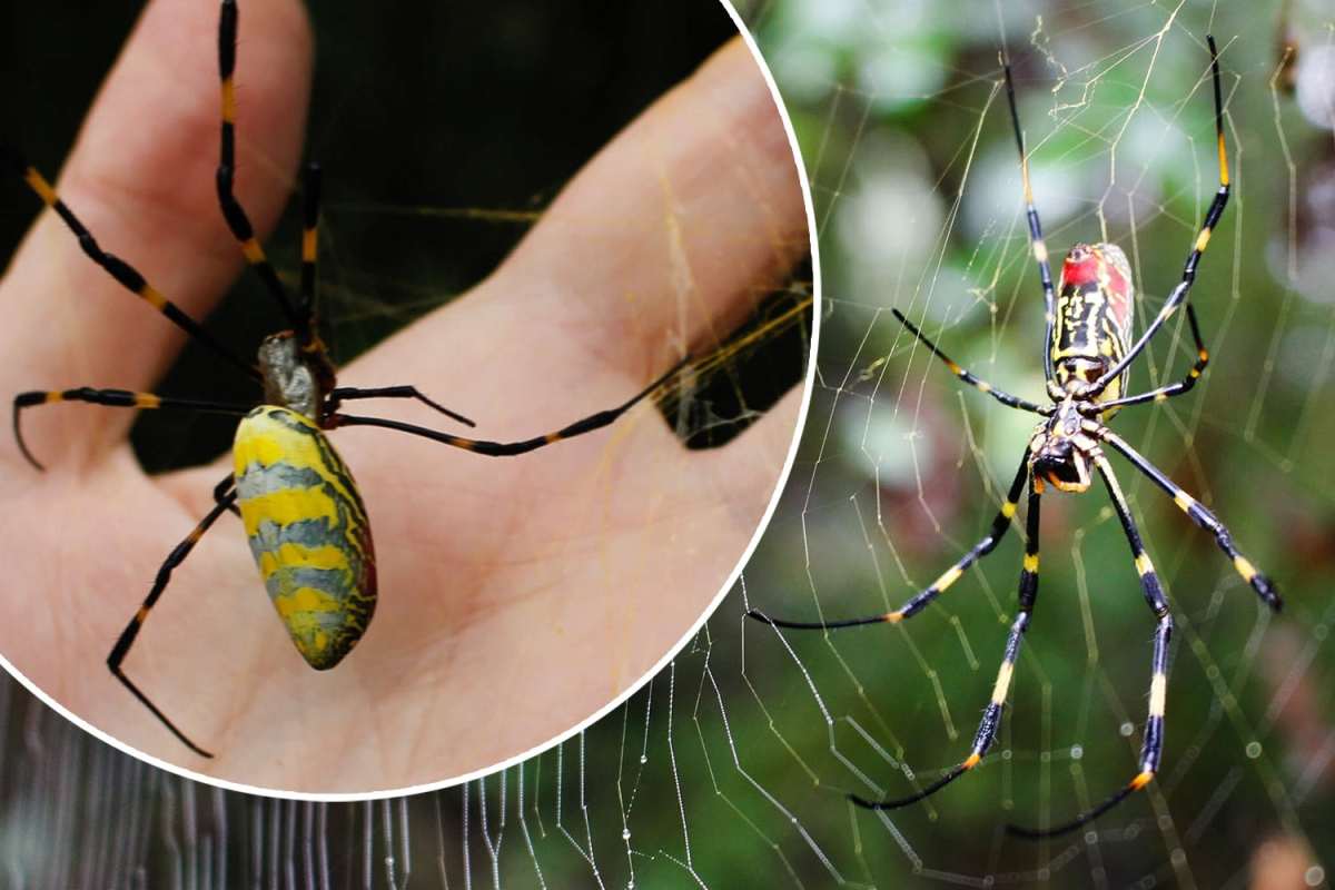 Millions of giant venomous FLYING spiders ‘that can soar 100 miles’ invade US