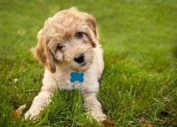 Why do dogs do the head tilt? Scientists finally discover adorable meaning