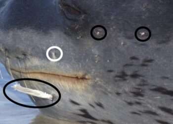 Seals feed on SHARKS after scientists uncover evidence of bloody struggle