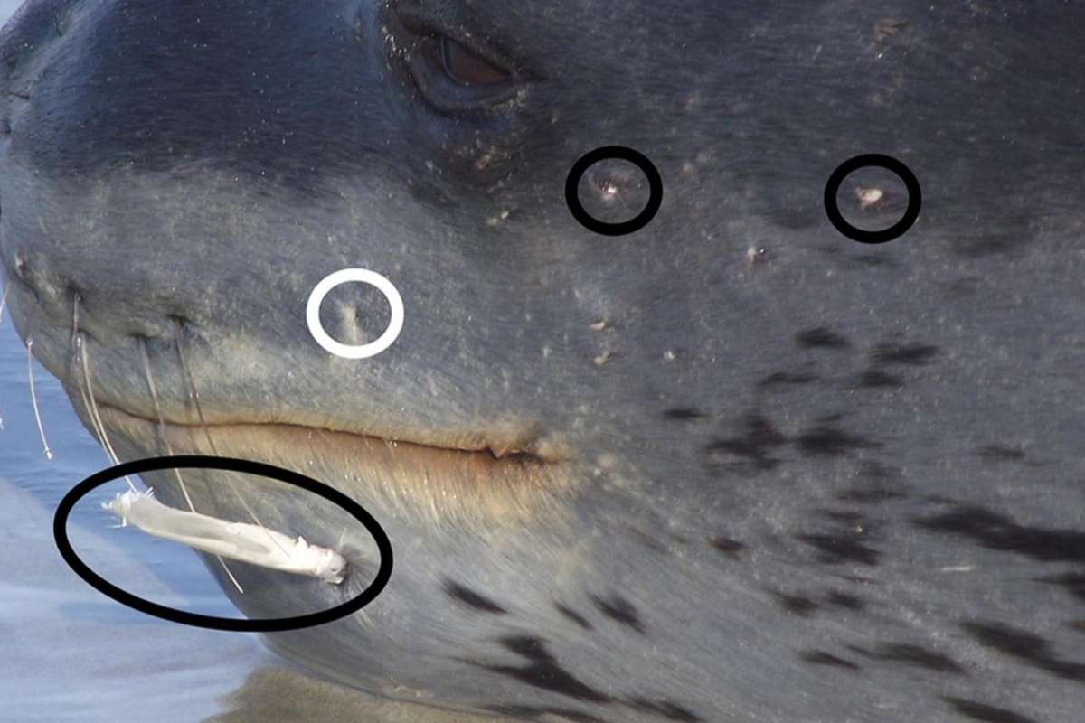 Seals feed on SHARKS after scientists uncover evidence of bloody struggle