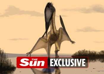 Dinosaurs swallowed their prey whole and spat out their bones, scientists say