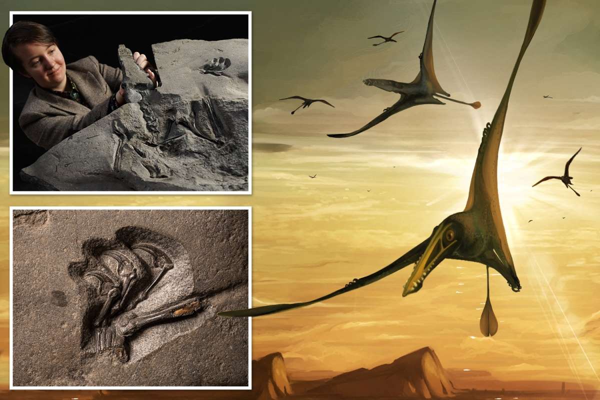 Giant flying reptile that dominated the sky 170m years ago unearthed in Scotland