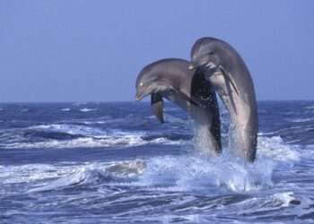 Dolphins ‘use wingmen to find partners’ with the most popular getting the most sex