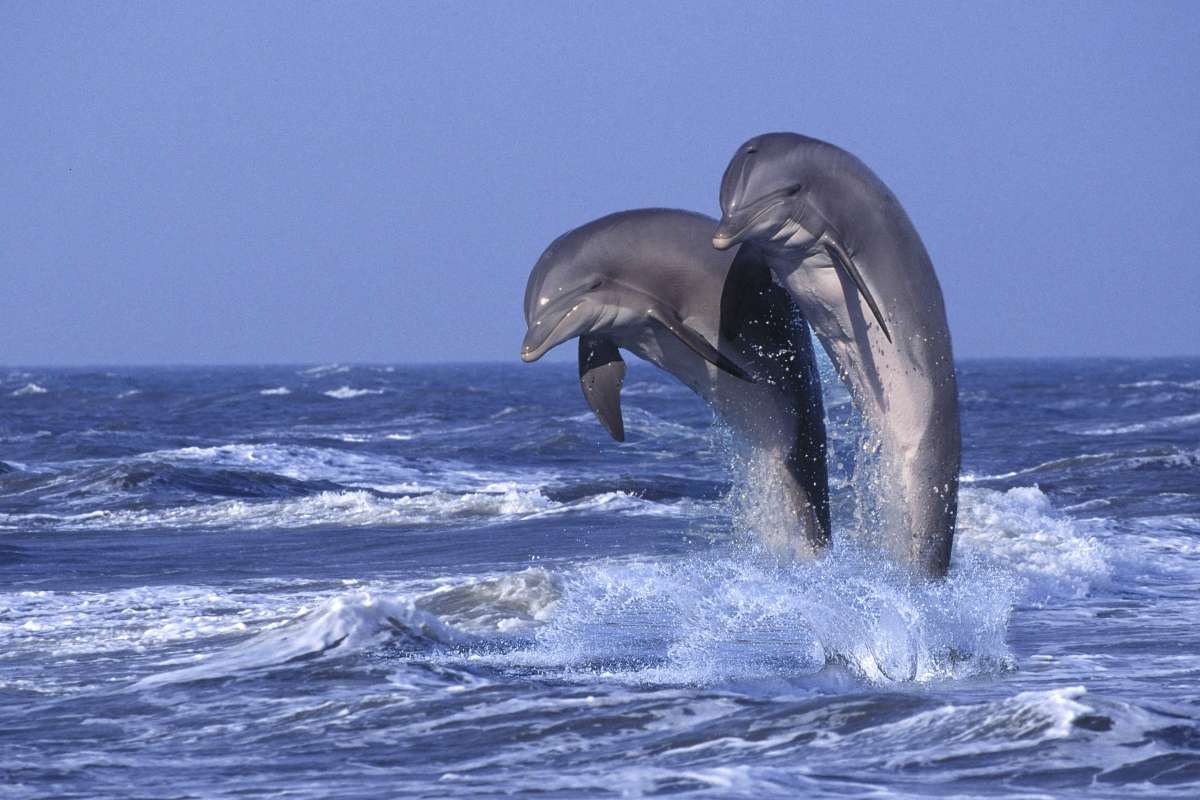 Dolphins ‘use wingmen to find partners’ with the most popular getting the most sex