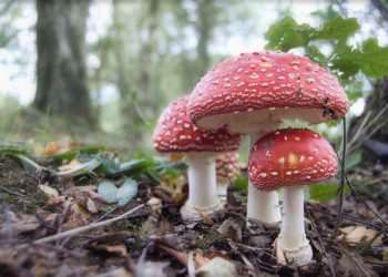 Mushrooms ‘talk to each other and have a vocabulary of 50 words’
