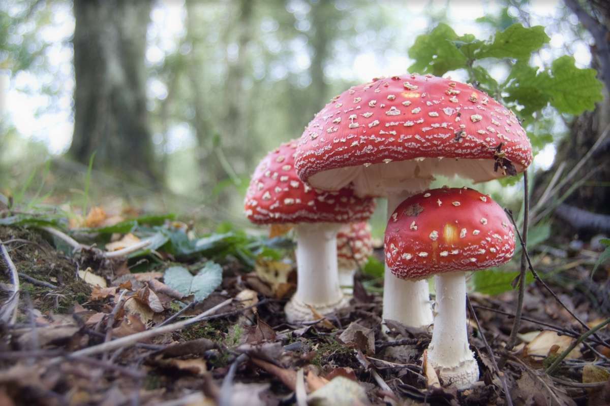 Mushrooms ‘talk to each other and have a vocabulary of 50 words’