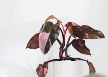 Top 5 Chemically Induced Pink Plants