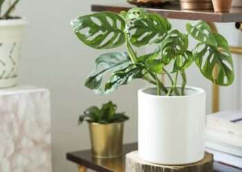 Enjoy Horticulture Therapy with Happy Plants from Plant Swag Shop