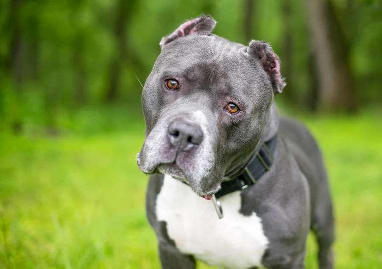 Funny Video of Mom Trying to "Drag" Pit Bull Home from Grandma's