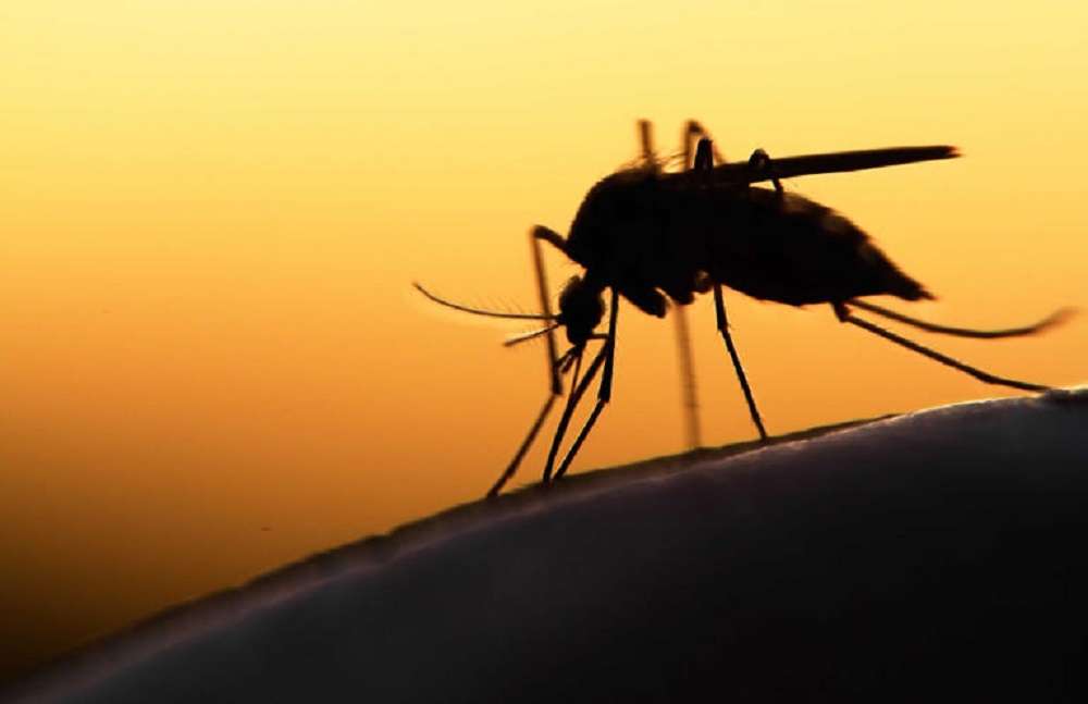 Scientists coerced mosquitoes into giving humans vaccinations.