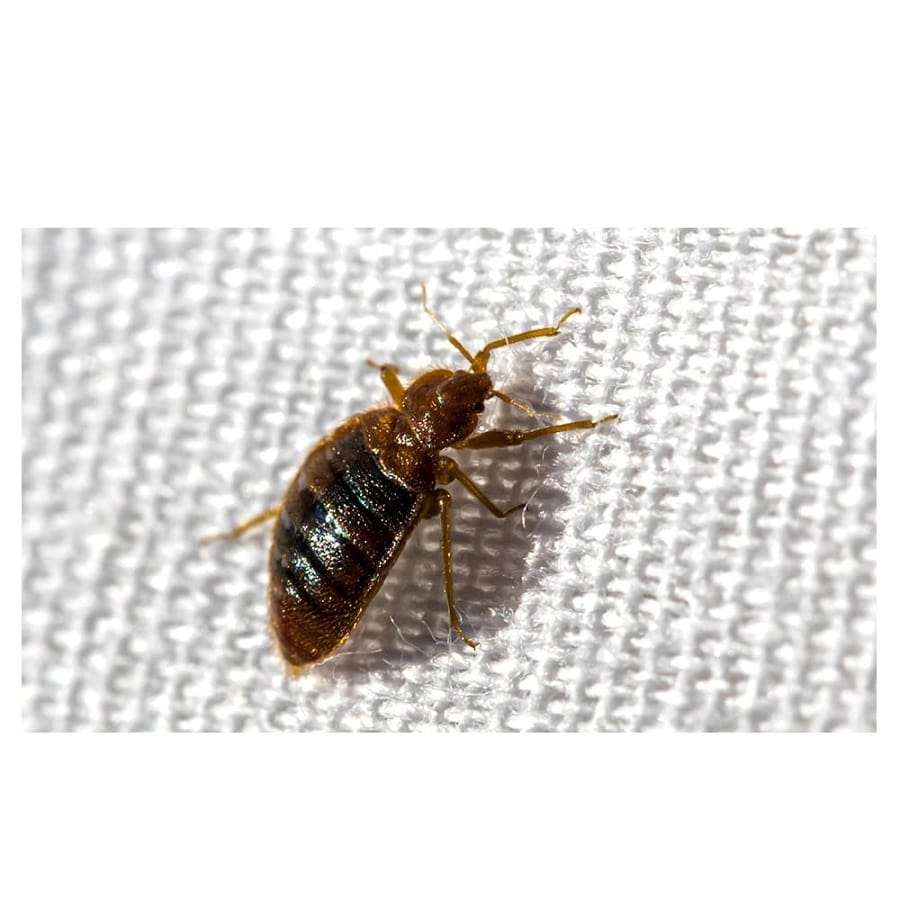 6 THINGS YOU NEVER KNEW ABOUT BEDBUGS