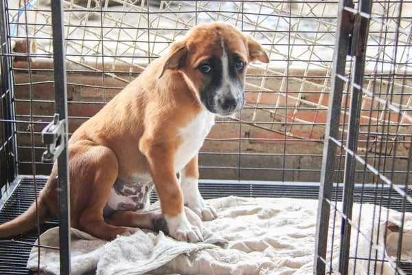 After this puppy was returned 11 times, staff realised something wasn't right.