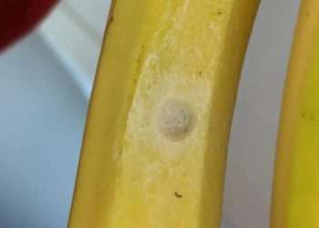 Woman left baffled by ‘mystery white nest’ on her Asda bananas is horrified when she learns what it really is