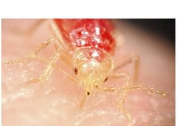 6 THINGS YOU NEVER KNEW ABOUT BEDBUGS