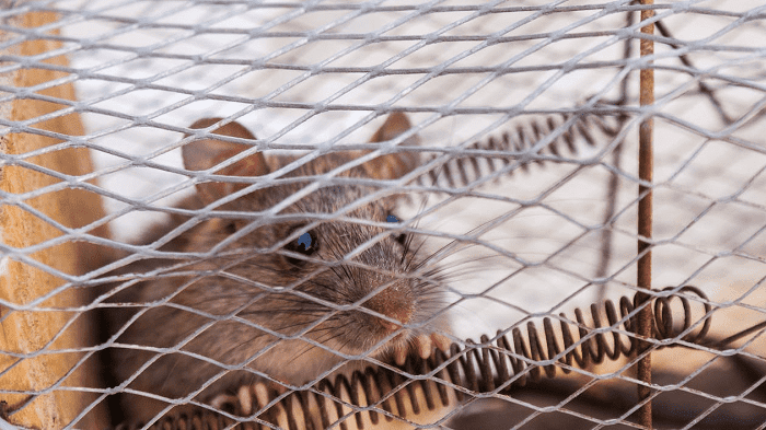 How to Deal with Pest Control of Rats in London