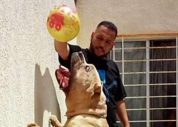 Breeder of XL Bully ‘Killer Kimbo’ who spawned explosion of vicious beasts says ‘they’re only deadly’ if given steroids