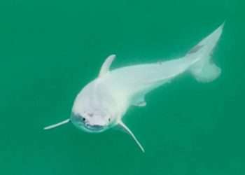 World’s FIRST pic of newborn great white shark in the wild is released…& hours-old ALL-white ‘pup’ stuns scientists