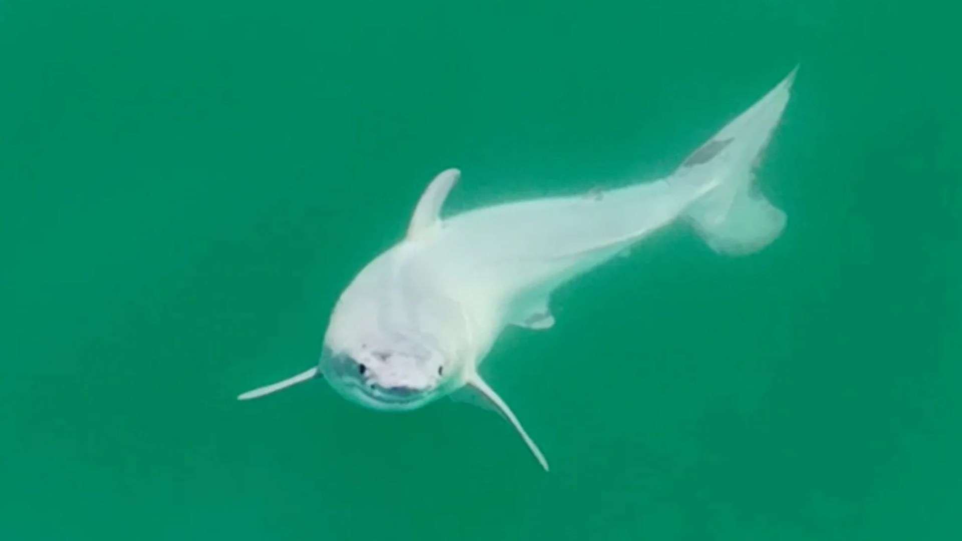 World’s FIRST pic of newborn great white shark in the wild is released…& hours-old ALL-white ‘pup’ stuns scientists