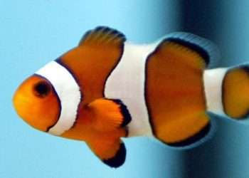 Clownfish can count to determine whether other fish are friend or foe, says study