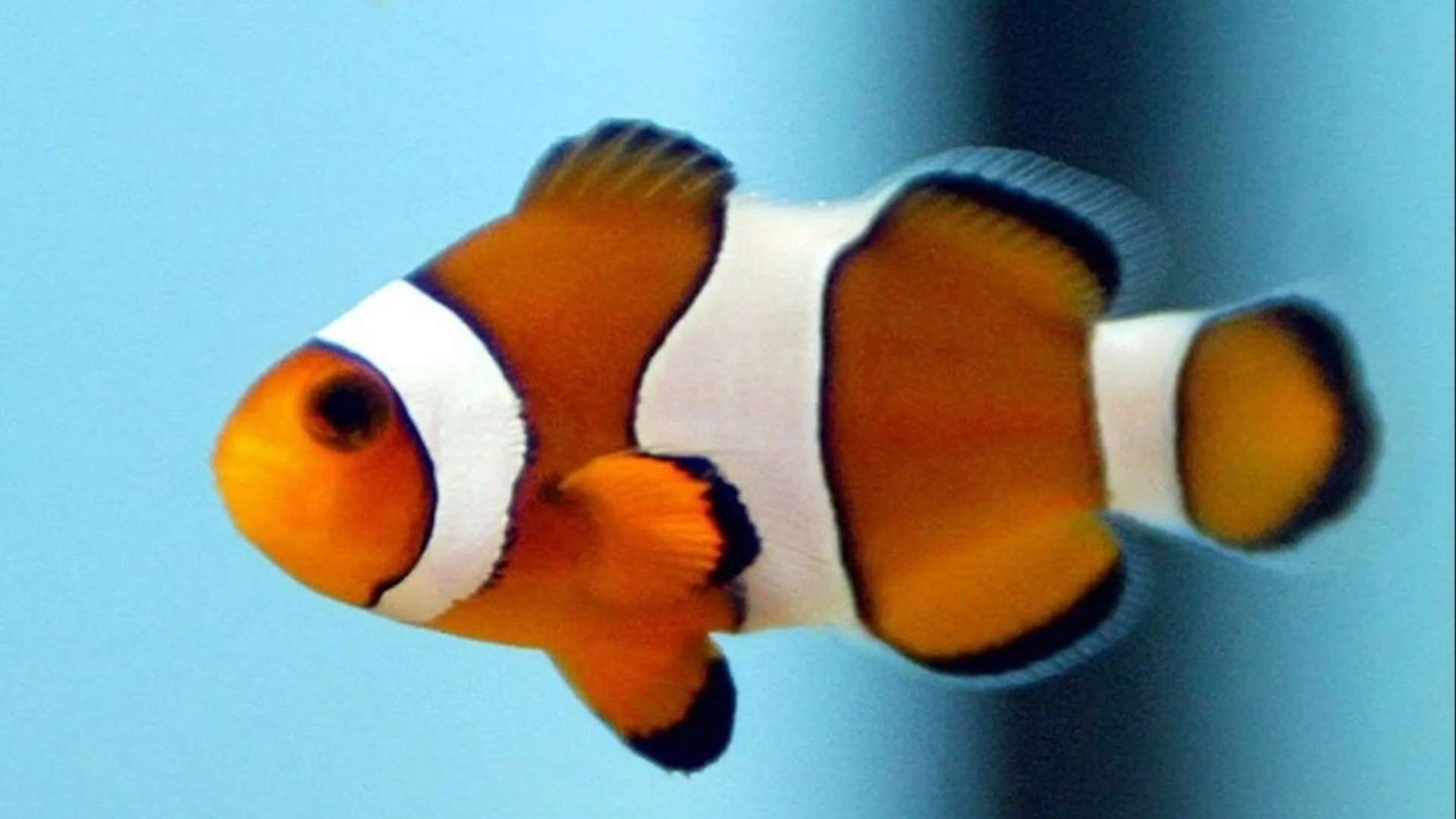 Clownfish can count to determine whether other fish are friend or foe, says study