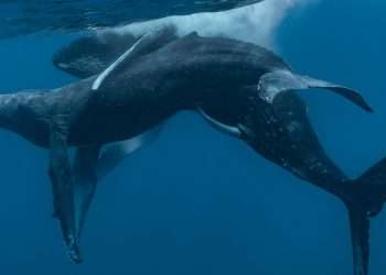 Two humpback whales seen having sex for the first time — and both are males