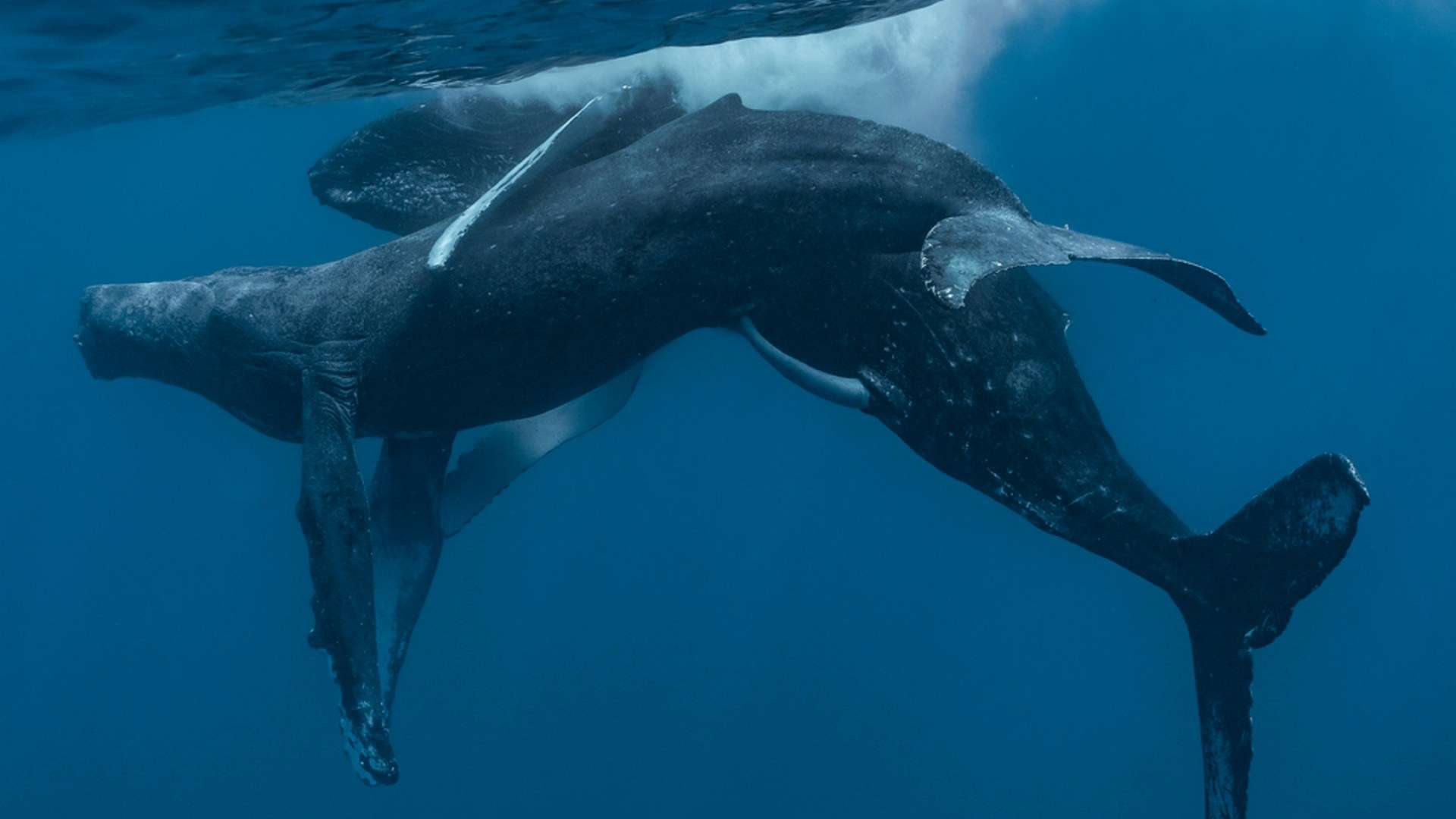 Two humpback whales seen having sex for the first time — and both are males