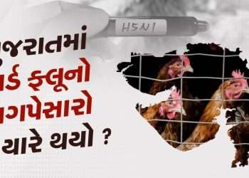 How dangerous is the H5N1 virus?  Know when this virus knocked in Gujarat