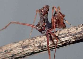 New species of ‘assassin spider’ with ‘spear-like’ legs discovered for first time – researchers stumbled on 8 at a park