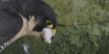 BBC Springwatch viewers demand age restriction as ‘brutal’ peregrine ‘massacre’ airs – real reason behind savage act