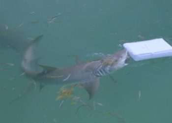 ‘Cocaine SHARKS’ found prowling waters after being ‘chronically exposed’ to drug dumped in ocean by narco smugglers