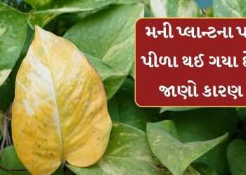 Money Plant Tips: Money plant leaves turn yellow? Know the reason and adopt these tips, see pictures