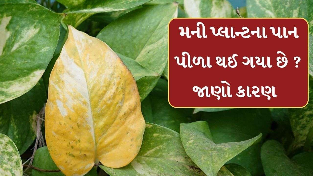 Money Plant Tips: Money plant leaves turn yellow? Know the reason and adopt these tips, see pictures