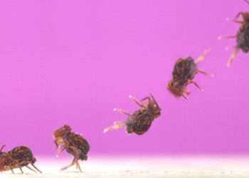 Move over Sonic – remarkable video shows tiny bug that performs the fastest backflips on Earth