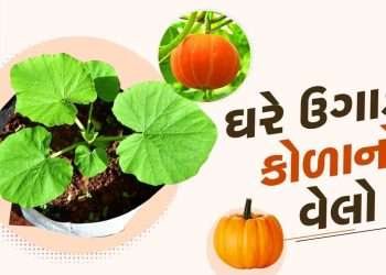 Plant In Pot: Follow these simple tips to grow pumpkins at home, see pictures