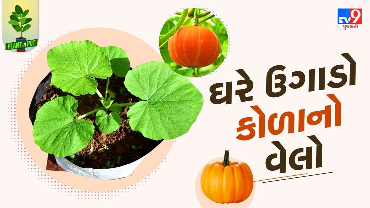 Plant In Pot: Follow these simple tips to grow pumpkins at home, see pictures