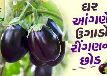 Plant In pot: To make hot water of brinjal, grow brinjal plant in pot today, see pictures