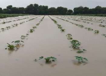 Gujarat News : Heavy rains in the state caused heavy damage to the farmers' crops, request for help by surveying the world, see Video