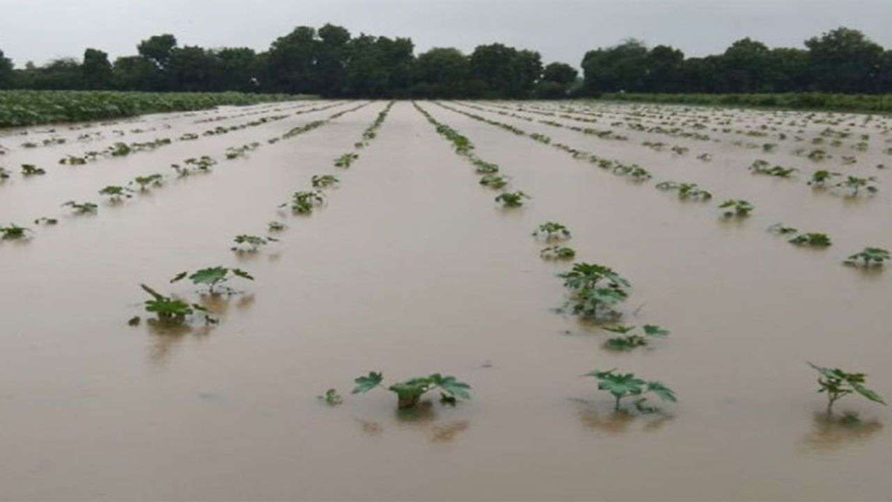 Gujarat News : Heavy rains in the state caused heavy damage to the farmers' crops, request for help by surveying the world, see Video