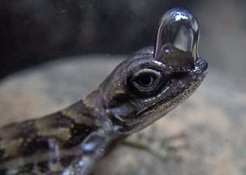 Lizard uses BUBBLE to breathe underwater in wild new video as experts discover secret weapon to survive predators