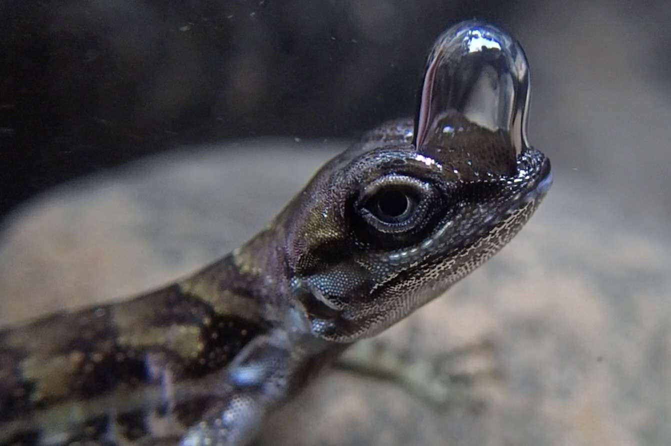 Lizard uses BUBBLE to breathe underwater in wild new video as experts discover secret weapon to survive predators