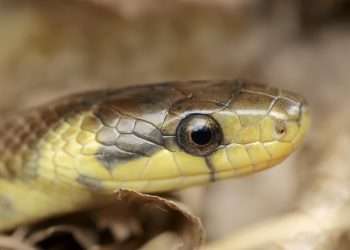Brits warned invasive snake that grows up to 2 metres long is secretly lurking in attics and WALLS
