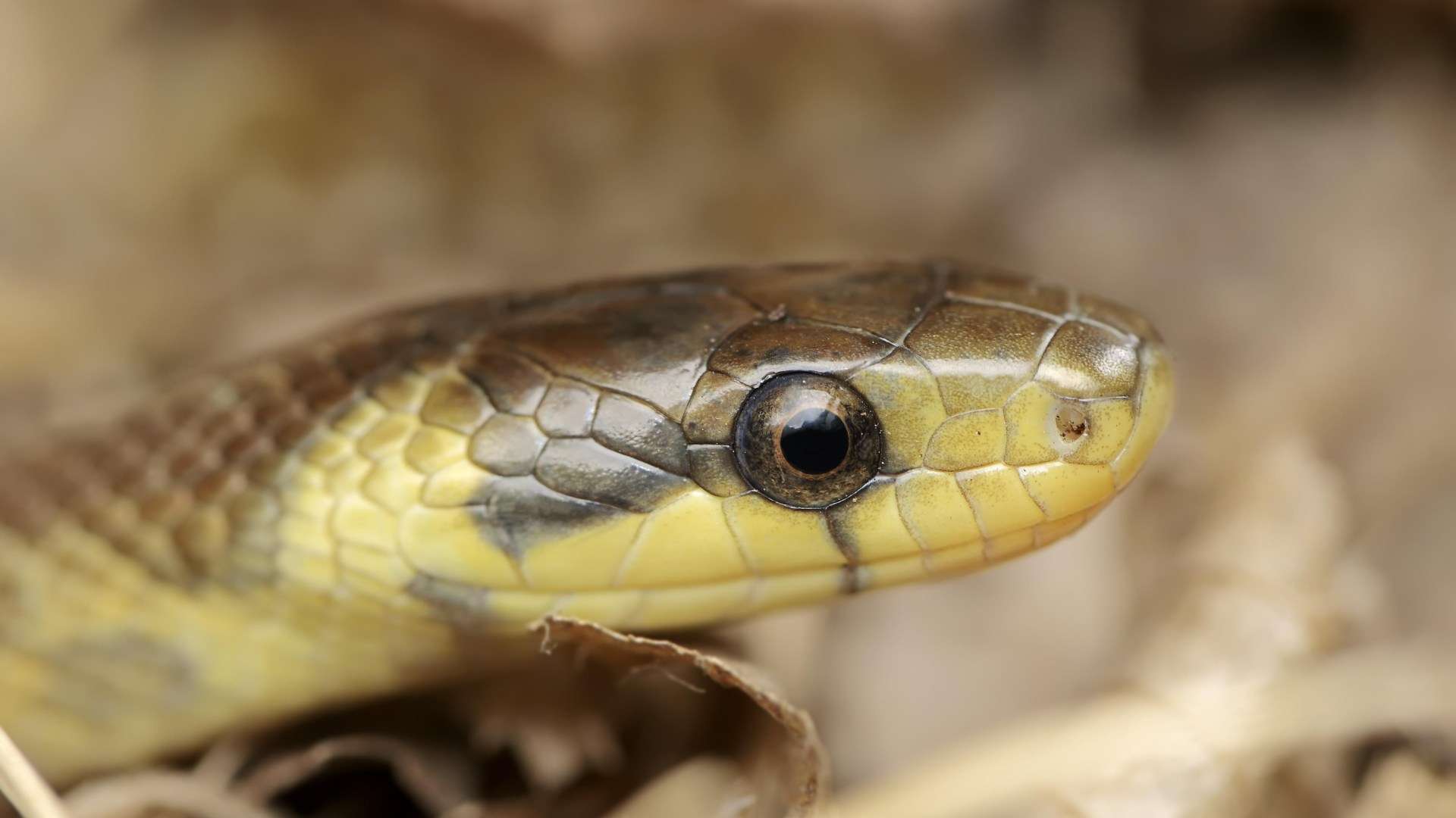 Brits warned invasive snake that grows up to 2 metres long is secretly lurking in attics and WALLS