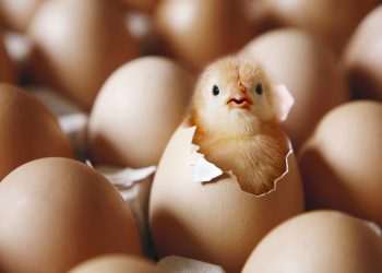 Riddle of whether the chicken or the egg came first is finally solved by scientists